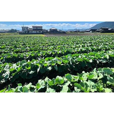 ふるさと納税 【先んずる取って置く2026年11月〜2027年6月頃お届け】播本栽培所の甘藍 10kg 甘藍 手ぬるい 蔬菜 サラダ菜 食料雑貨類 四国 F5J-900 香川県琴平町