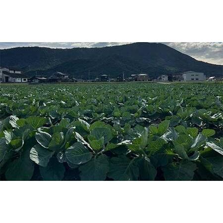 ふるさと納税 【先んずる取って置く2026年11月〜2027年6月頃お届け】播本栽培所の甘藍 10kg 甘藍 手ぬるい 蔬菜 サラダ菜 食料雑貨類 四国 F5J-900 香川県琴平町