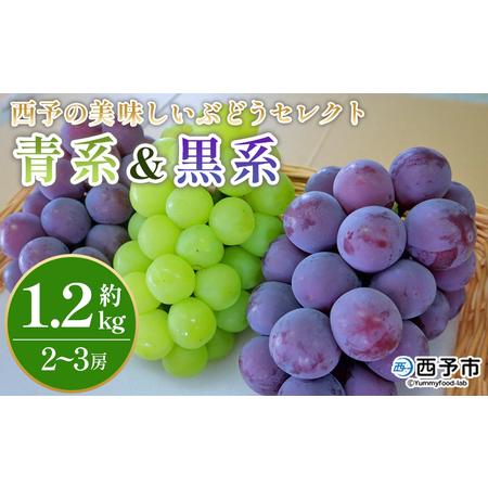 ふるさと納税 [西予の美味しいぶどう セレクトセット/青系&黒系 約1.2kg] 果物 くだもの フルーツ ぶどう 葡萄 ブドウ セット 詰め合わせ つ.. 愛媛県西予市
