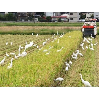 ふるさと納税 無農薬栽培 コシヒカリ 白米 3ヶ月連続定期便＜計13.5kg（4.5kg×3回）＞ | 米 お米 コメ ご飯 お取り寄せ 贈り物 上原農場 埼.. 埼玉県杉戸町の画像