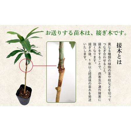 苗木・植木 マンゴー苗 品種 アップル 6号サイズ2つセット
