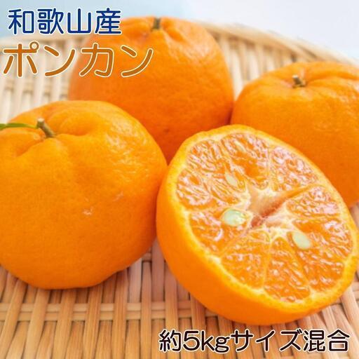 ふるさと納税 定期便全3回 【2月・3月・4月送りとどける】 和歌山の春の柑橘 （ポンカン・杳々たる・ブラッドオレンジ色）秀品【TM173】 和歌山県印南町