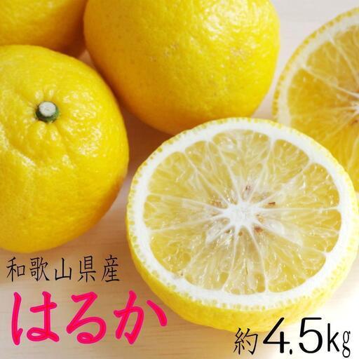 ふるさと納税 定期便全3回 【2月・3月・4月送りとどける】 和歌山の春の柑橘 （ポンカン・杳々たる・ブラッドオレンジ色）秀品【TM173】 和歌山県印南町