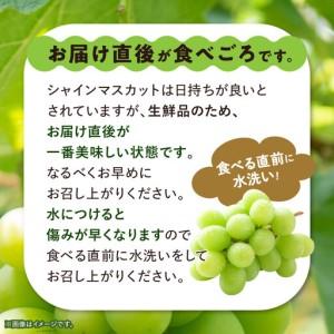 ふるさと納税 【訳あり】 池田青果のシャインマスカット2房〜3房　1kg ふるさと納税【配送不可地域：離島】【1544089】 山梨県山梨市 |  | 02