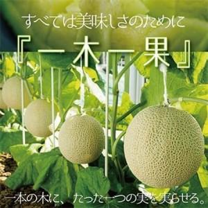 ふるさと納税 【毎月定期便】クラウンメロン 規格外大玉2玉 静岡県産 高級 マスクメロン【1年中お届け】 全12回【配送不可地域：離島・北海道・.. 静岡県掛川市_1
