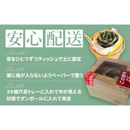 ふるさと納税 多肉植物 苗 35個セット / インテリア 多肉植物[AFAT009] 福岡県広川町の画像