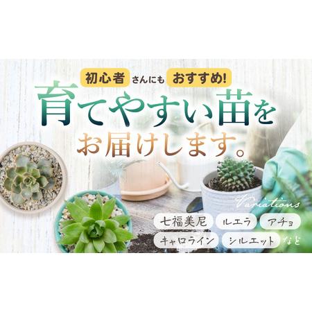 ふるさと納税 多肉植物 苗 35個セット / インテリア 多肉植物[AFAT009] 福岡県広川町の画像