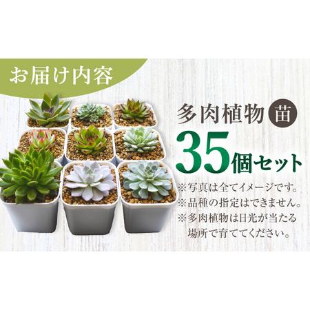 ふるさと納税 多肉植物 苗 35個セット / インテリア 多肉植物[AFAT009] 福岡県広川町の画像