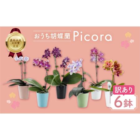 ふるさと納税 胡蝶蘭『ピコラ』 ミディ 6鉢 セット 花 鉢花 訳あり