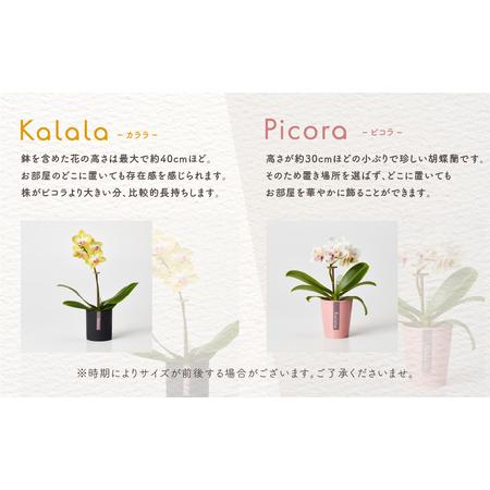 ふるさと納税 胡蝶蘭『ピコラ』 ミディ 6鉢 セット 花 鉢花 訳あり