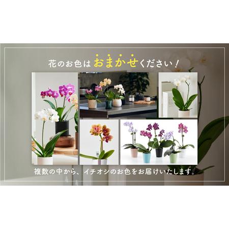 ふるさと納税 産直 胡蝶蘭 『カララ』 4鉢 ウッド鉢 ミディ 花 鉢花 訳