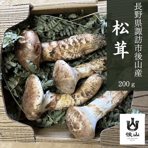 ふるさと納税 松茸 約200g〜250g 諏訪市後山産 2026年9月下旬以降 配送 [67-03] 長野県諏訪市