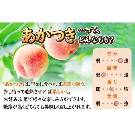 ふるさと納税 《先行受付！8月上旬より順次発送》夏の太陽をたくさん浴びた桃 あかつき 約3kg（9〜13玉前後） 秋田県横手市の画像