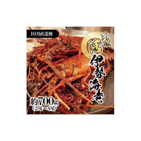 ふるさと納税 [先行予約]10月直送便 土佐獲れ 活伊勢海老 約700g(2尾〜4尾) 天然 エビ えび 伊勢エビ 海鮮 お刺身 刺し身 丸焼き しゃぶし.. 高知県土佐市