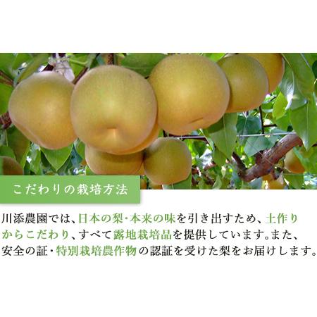 ふるさと納税 今が食べ頃 特栽 旬の梨5kgフルーツ 果物 ギフト「2022年 令和4年」 佐賀県唐津市|furunavi|04