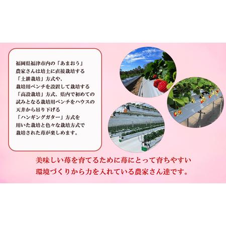 ふるさと納税 【2026年1月より順次発送】福津産あまおう約180g×6 ふるさと納税 【2026年1月より順次発送】福津産あまおう約180g×6