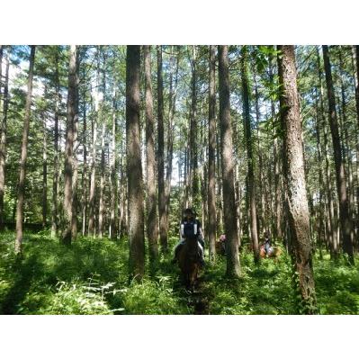 ふるさと納税 乗馬 体験 まきば軽井沢 まったり100分 乗馬体験 1名様 体験チケット 馬 自然 長野県小諸市_1