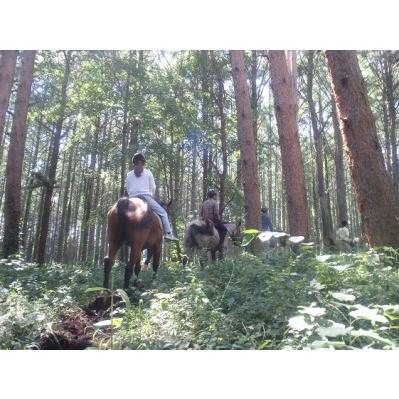 ふるさと納税 乗馬 体験 まきば軽井沢 まったり100分 乗馬体験 1名様 体験チケット 馬 自然 長野県小諸市_3
