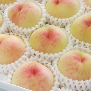 ふるさと納税 2026年 先行予約 ご家庭用 岡山   白 桃   早生 中生種 約1.4kg（4〜6玉）| 桃 岡山県岡山市の画像
