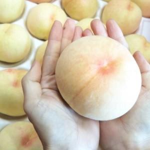 ふるさと納税 2026年 先行予約 ご家庭用 岡山   白 桃   早生 中生種 約1.4kg（4〜6玉）| 桃 岡山県岡山市の画像
