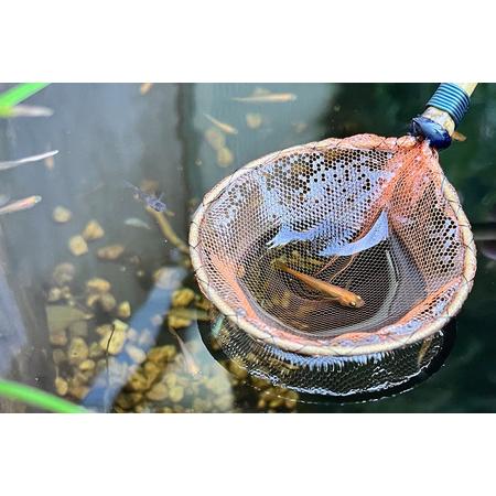 メダカ用 タモ網大（太・細） 2本セット メダカ タモ 網 セット めだか タモ網 手作り 天然素材 高品質 軽量 耐久 飼育 83-D 【ウスイタ】 茨城県小美玉市