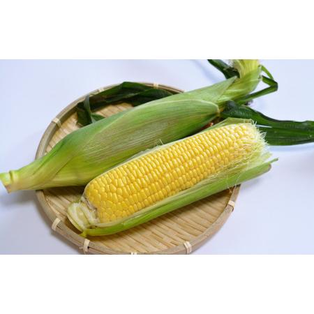 ふるさと納税 ＜2025年8月初旬よりお届け＞約10kg！北海道壮瞥産とうもろこし（恵味）【Ｌ〜2Lサイズ 22〜25本】  【 ふるさと納税 人気 おすす.. 北海道壮瞥町