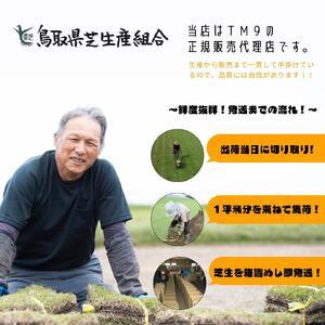 ふるさと納税 芝生(省管理型コウライ芝　TM9ティーエムナイン)20束セット※20平米分 鳥取県琴浦町_2
