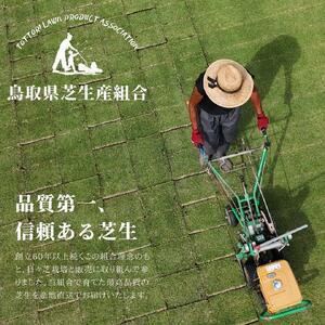 ふるさと納税 芝生(省管理型コウライ芝　TM9ティーエムナイン)20束セット※20平米分 鳥取県琴浦町_3