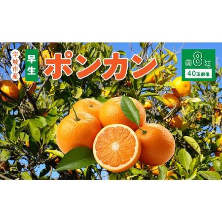 ふるさと納税 先行予約 みかん 早生ポンカン 約8kg(40個前後)[2026年12月上旬から12月下旬発送予定] 熊本県宇城市