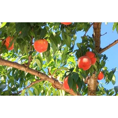 ふるさと納税 《2026年産先行受付》山形県産 白桃 3kg 品種玉数おまかせ もも モモ 桃 デザート フルーツ 果物 くだもの 果実 食品 山形県 FSY-2516 山形県の画像