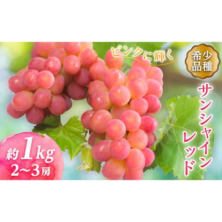 ふるさと納税 【2026年発送】サンシャインレッド 2〜3房 1kg程度