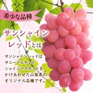 ふるさと納税 【2026年発送】サンシャインレッド 2〜3房 1kg程度