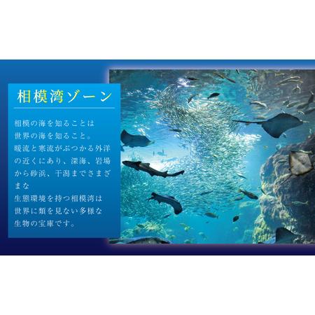 ふるさと納税 新江ノ島水族館 前売入場券 大人2枚 / 水族館 チケット 観光 神奈川県藤沢市_1