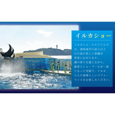 ふるさと納税 新江ノ島水族館 前売入場券 大人2枚 / 水族館 チケット 観光 神奈川県藤沢市_2