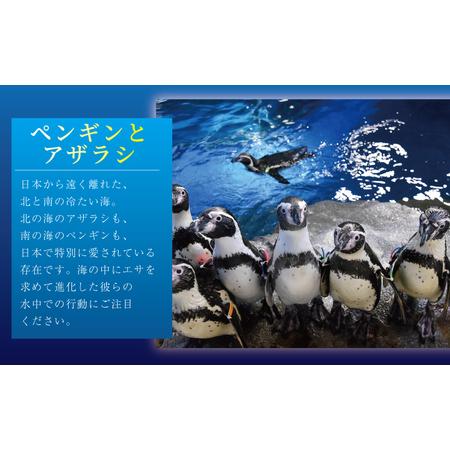 ふるさと納税 新江ノ島水族館 前売入場券 大人2枚 / 水族館 チケット 観光 神奈川県藤沢市_3