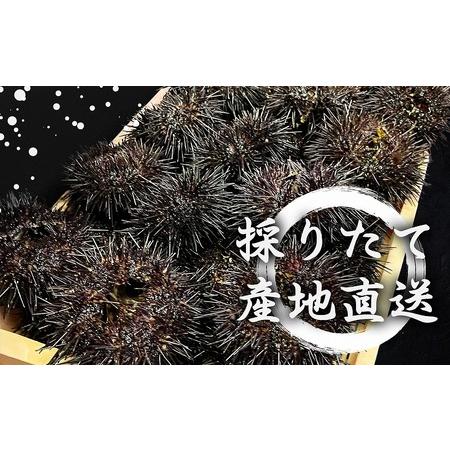 ふるさと納税 【2026年発送】まるひろ橘水産の折生うに（約250g） 雲丹