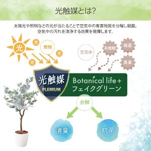 ふるさと納税 フェイクグリーン ユーカリ 150cm 光触媒加工 鉢付き インテリア 抗菌 消臭 愛知県 豊橋市 送料無料 58000円 愛知県豊橋市_2