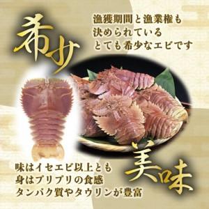 ふるさと納税 ＜数量限定＞ウチワエビ（ボイル）7匹前後 500gセット【S246】 高知県東洋町_1