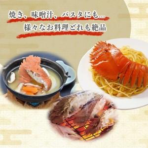 ふるさと納税 ＜数量限定＞ウチワエビ（ボイル）7匹前後 500gセット【S246】 高知県東洋町_2