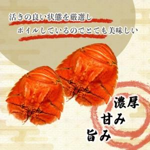 ふるさと納税 ＜数量限定＞ウチワエビ（ボイル）7匹前後 500gセット【S246】 高知県東洋町_3