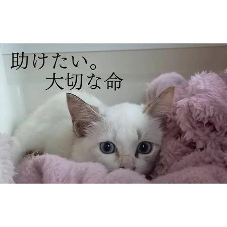ふるさと納税 定期便 6回 コーヒー 保護猫活動を応援！ ドリップバッグ 10袋×6カ月 珈琲 ドリップコーヒー 福岡県小郡市_1