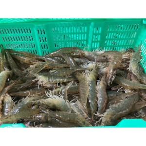 ふるさと納税 甲賀水晶えび 200g × 3パック 滋賀県甲賀市_4