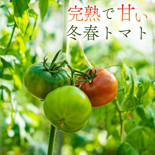 ふるさと納税 冬春トマト 完熟収穫 約2kg( 10〜15個 ) 西田農園 【2026