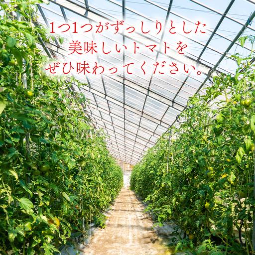 ふるさと納税 冬春トマト 完熟収穫 約2kg( 10〜15個 ) 西田農園 【2026