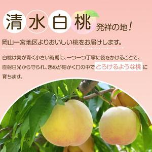 ふるさと納税 岡山市産 白桃 ご家庭用 約1.5kg 5~6玉 ＜2026年7月上旬〜8月下旬頃出荷＞ 岡山県岡山市の画像