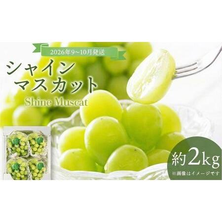ふるさと納税 ＜2026年発送分 先行予約＞9月〜10月発送お土産シャイン