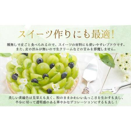 ふるさと納税 ＜2026年発送分 先行予約＞9月〜10月発送お土産シャイン