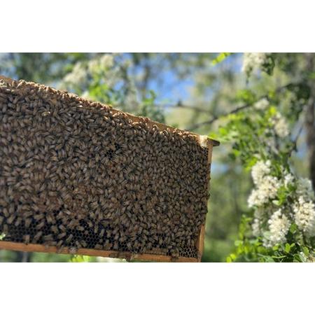 ふるさと納税 滑川町産完熟生はちみつ 百花蜜（非加熱蜂蜜） 450g×1個 埼玉県滑川町の画像
