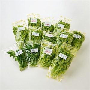 ふるさと納税 【毎月定期便】G Line brio レタス12パックセット全2回【配送不可地域：離島】【4056842】 兵庫県太子町_1
