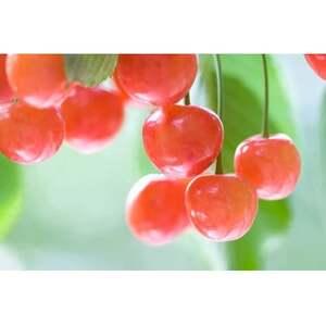 ふるさと納税 【2025年発送】北信州のさくらんぼ 約300g(約100g ふるさと納税 【2025年発送】北信州のさくらんぼ 約300g(約100g